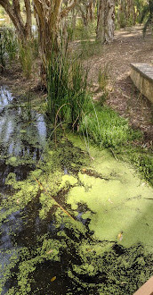 Lake Bungana Reserve