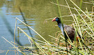 Lake Bungana Reserve