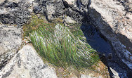 Clover Point Park