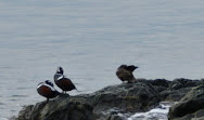 Clover Point Park