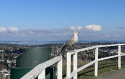 Mount Tolmie Park