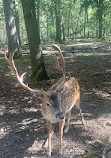 Wildpark Alte Fasanerie