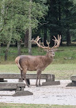 Wildpark Alte Fasanerie