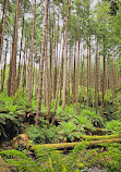 The Redwoods Otways