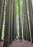 The Redwoods Otways