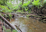 The Redwoods Otways