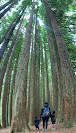 The Redwoods Otways