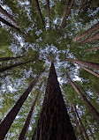 The Redwoods Otways