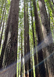 The Redwoods Otways