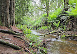 The Redwoods Otways