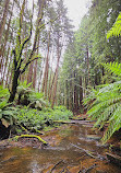 The Redwoods Otways