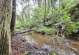 The Redwoods Otways