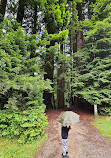 The Redwoods Otways