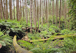 The Redwoods Otways