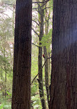 The Redwoods Otways