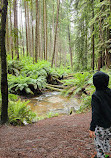 The Redwoods Otways