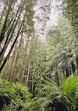 The Redwoods Otways