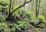 The Redwoods Otways