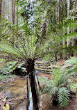 The Redwoods Otways