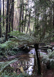 The Redwoods Otways