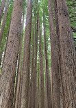 The Redwoods Otways