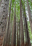 The Redwoods Otways