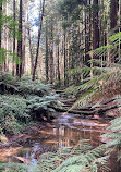 The Redwoods Otways