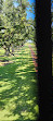 Oak Alley Plantation