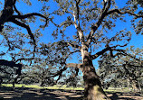 Oak Alley Plantation