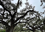 Oak Alley Plantation