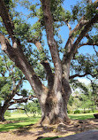 Oak Alley Plantation