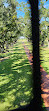 Oak Alley Plantation