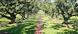 Oak Alley Plantation