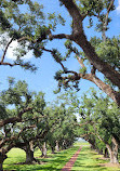 Oak Alley Plantation