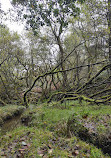 Roddlesworth Waterfall