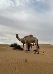 Turismo de safári no deserto