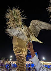 Turismo de safári no deserto