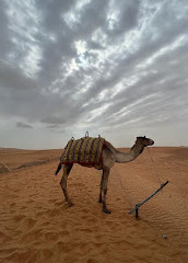 Turismo de safári no deserto