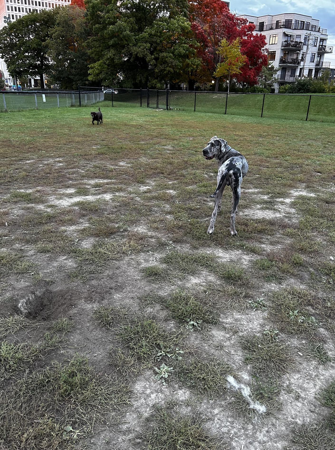 Parque cercado para cães Riverain