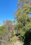 Point Henry Wetlands