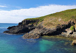 Muttonbird Island Nature Reserve