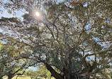 Royal Botanic Garden Sydney