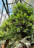 Hortus Botanicus Vrije Universiteit Amsterdam