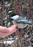 Whitemud Ravine Nature Reserve