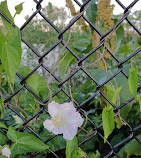 East Rockaway Gazebo Park