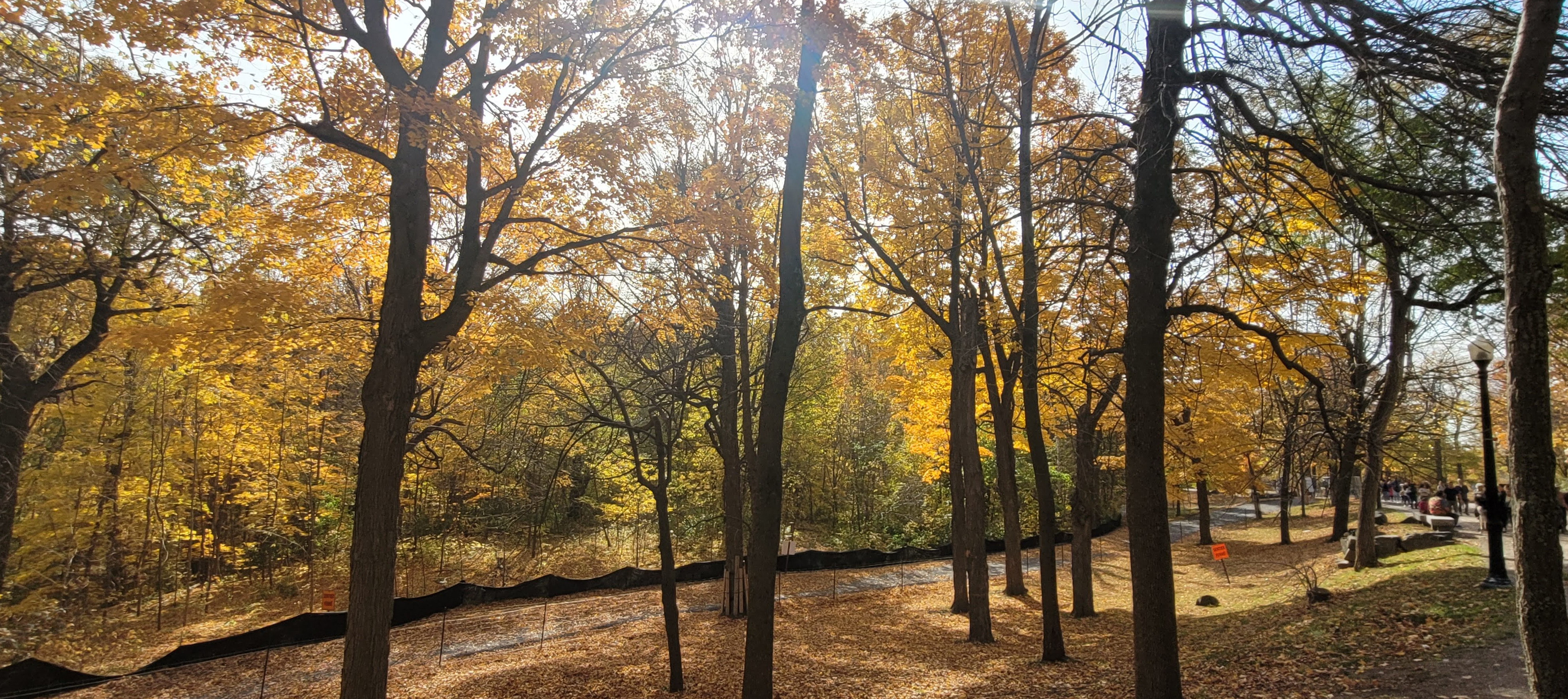 Croix du Mont-Royal