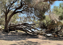 Point Walter Jetty