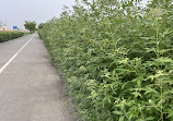 Walking And Cycling Track