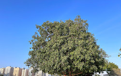 Al Nahda Park Sharjah