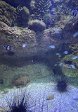 Fakieh Aquarium